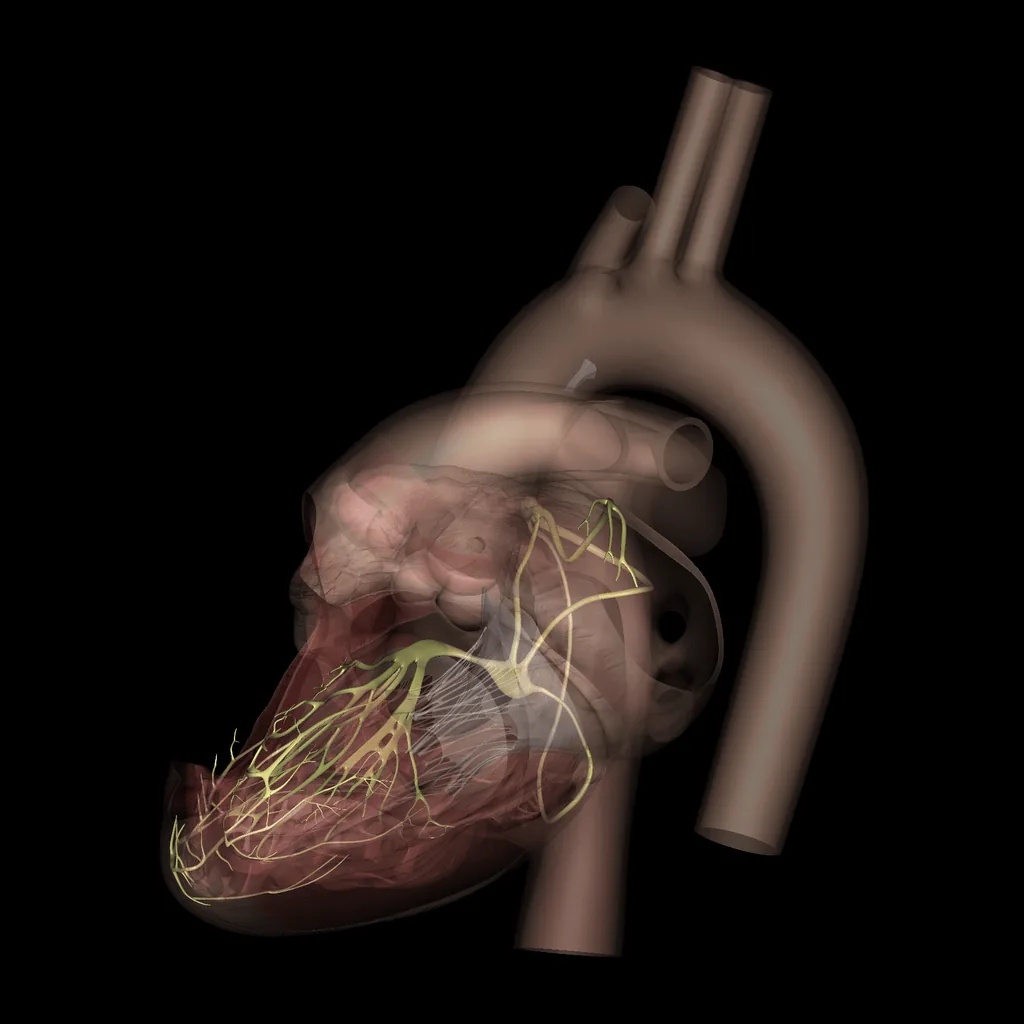 Corazón (Nervios), vista medial