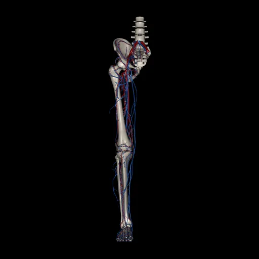 Extremidad inferior (Arterias y venas), vista anterior