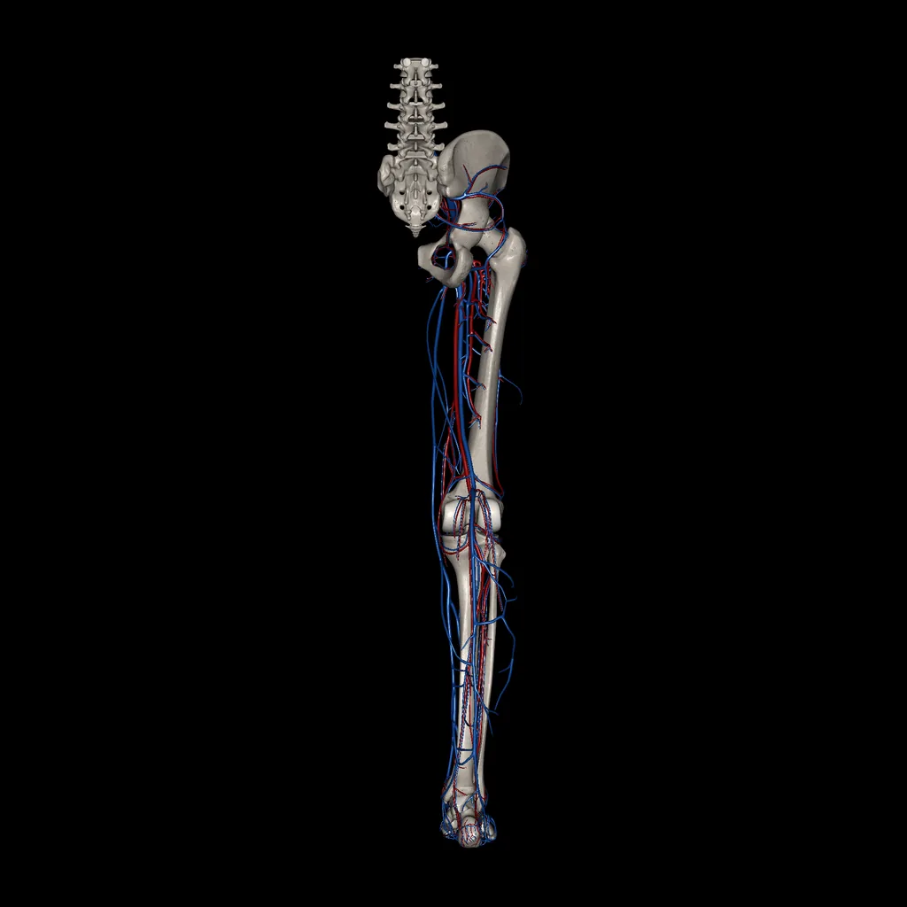 Extremidad inferior (Arterias y venas), vista posterior