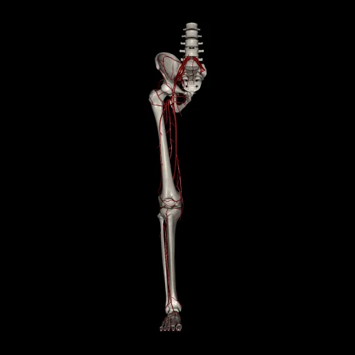 Extremidad inferior (Arterias), vista anterior
