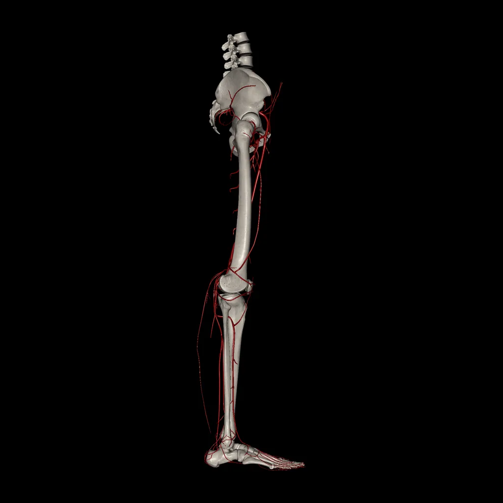 Extremidad inferior (Arterias), vista lateral