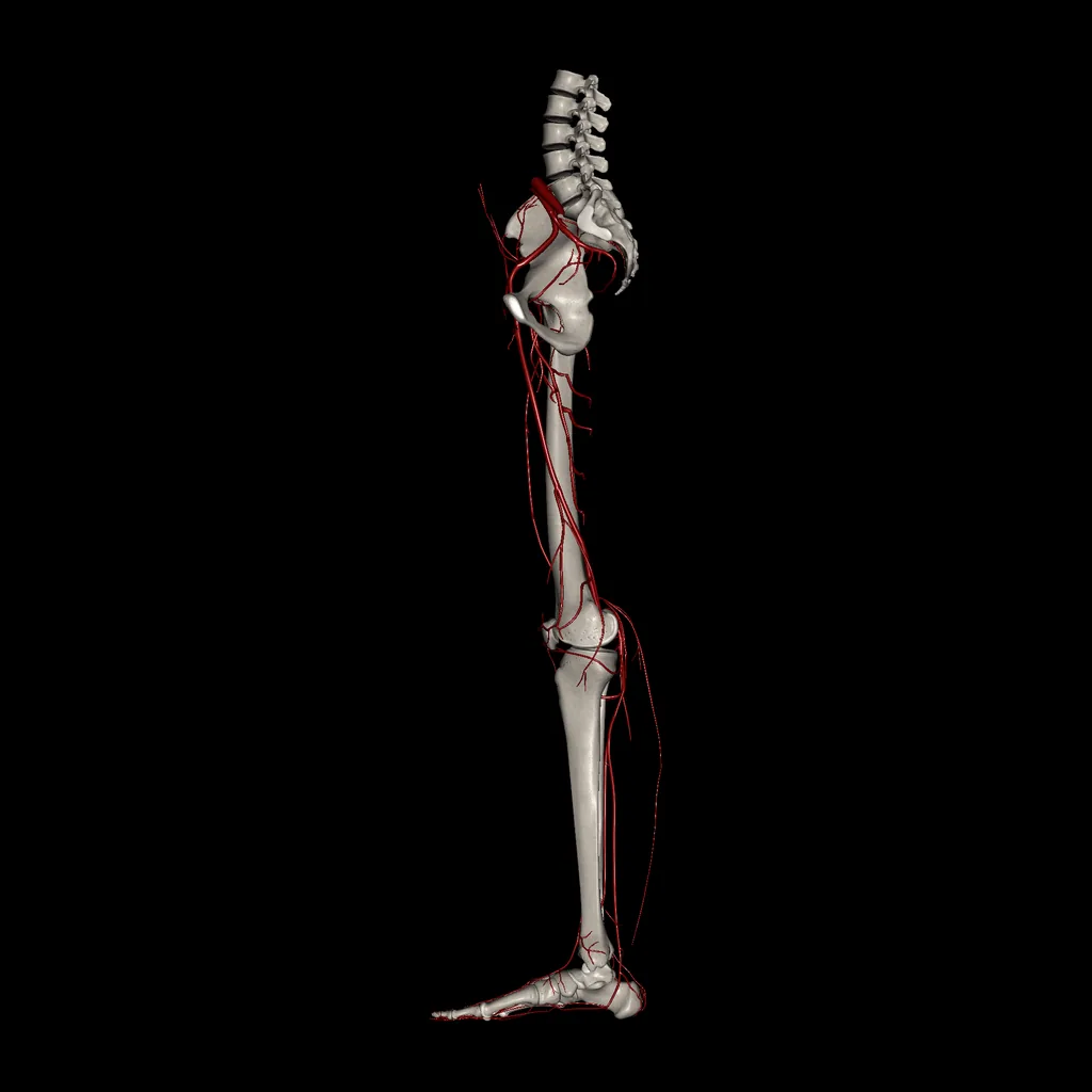 Extremidad inferior (Arterias), vista medial