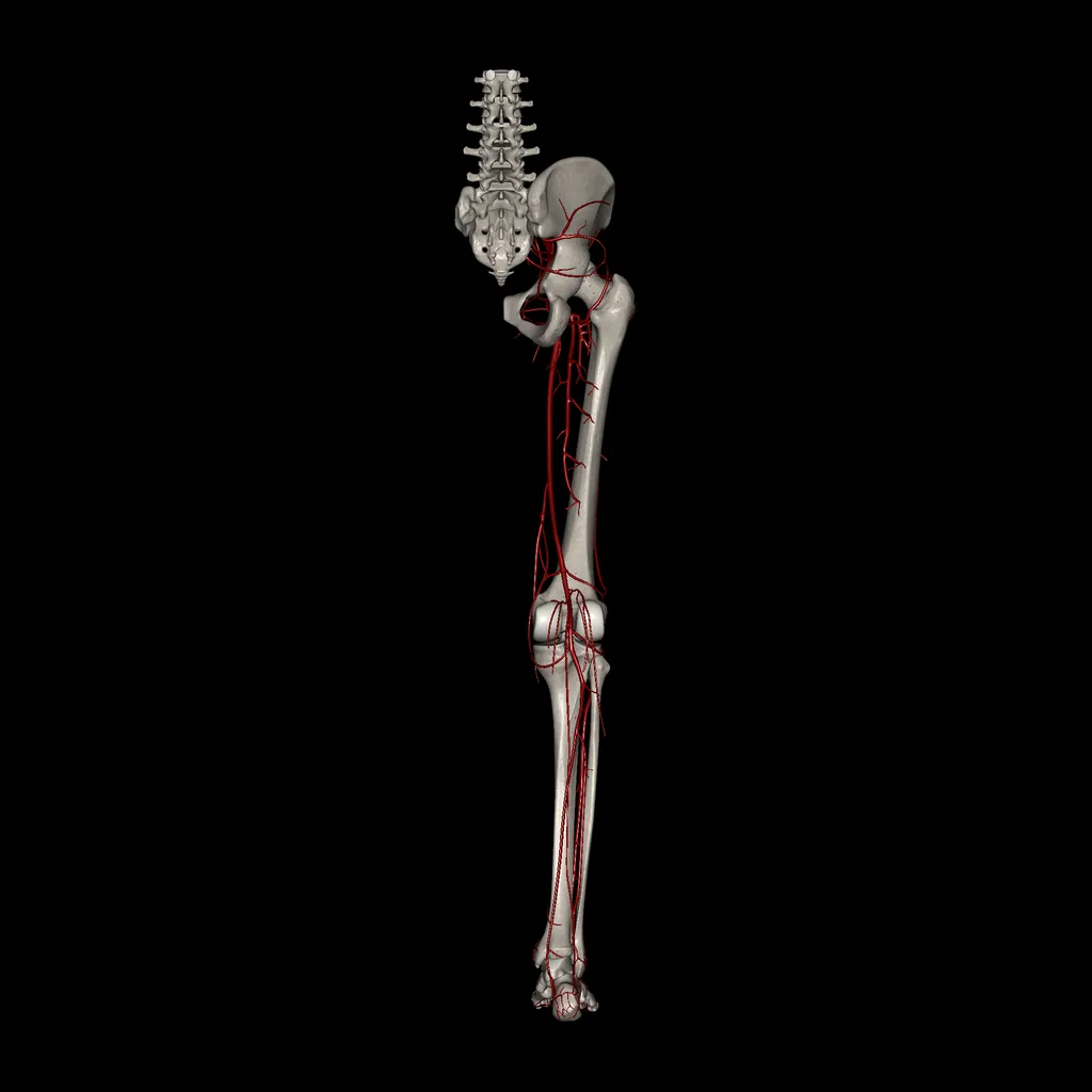 Extremidad inferior (Arterias), vista posterior