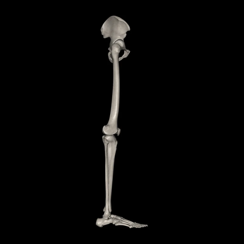 Extremidad inferior (Huesos), vista lateral