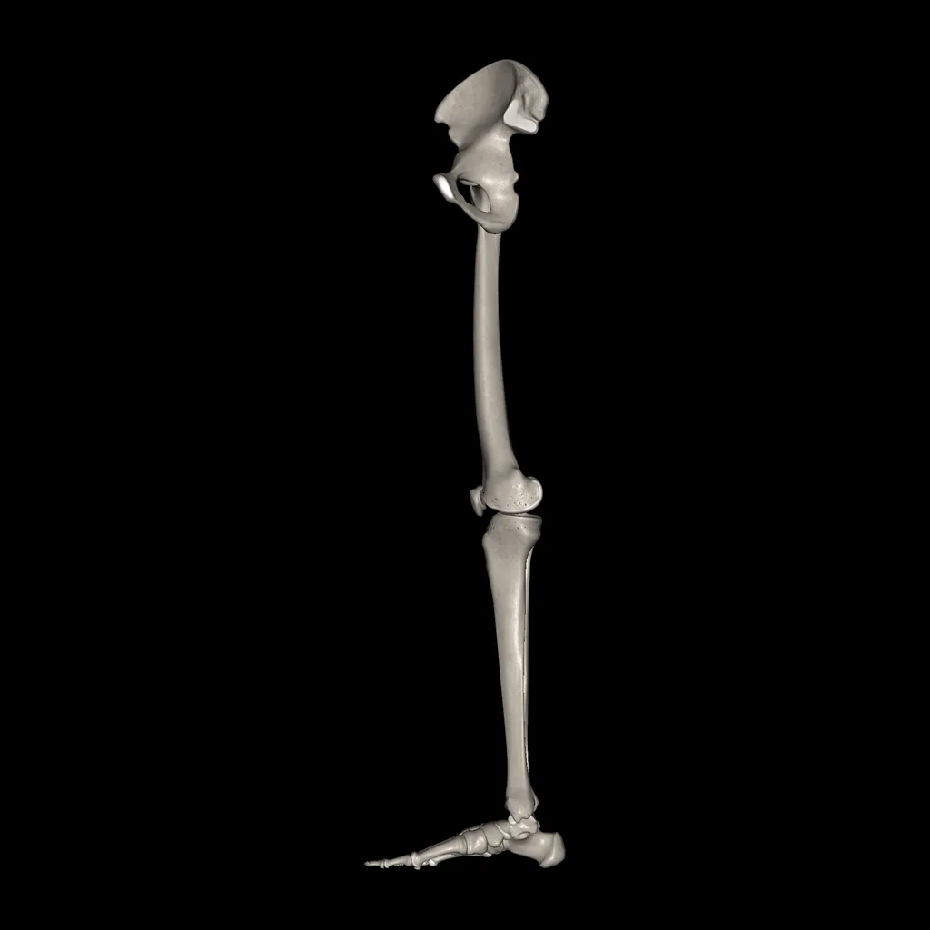 Extremidad inferior (Huesos), vista medial