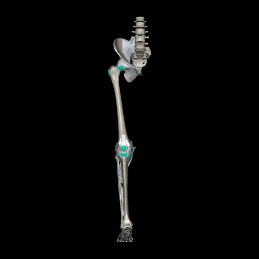 Extremidad inferior (Ligamentos y huesos), vista anterior