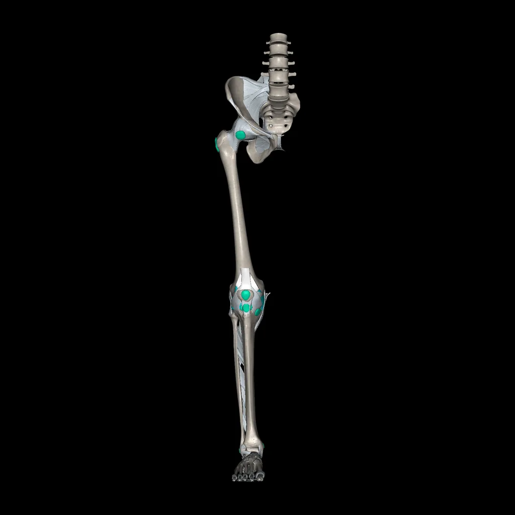 Extremidad inferior (Ligamentos y huesos), vista anterior