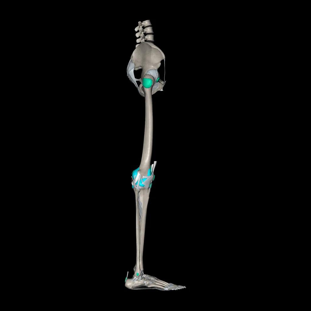 Extremidad inferior (Ligamentos y huesos), vista lateral