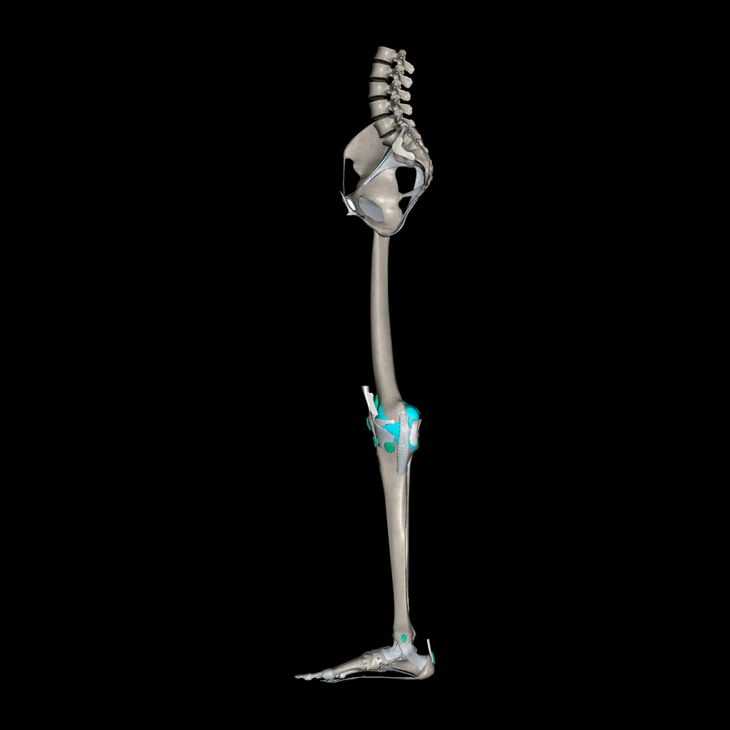 Extremidad inferior (Ligamentos y huesos), vista medial