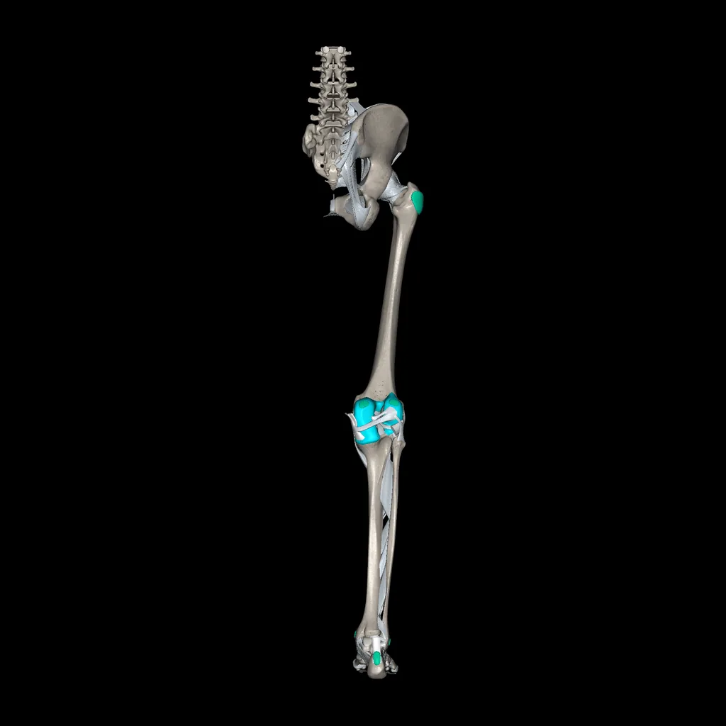 Extremidad inferior (Ligamentos y huesos), vista posterior