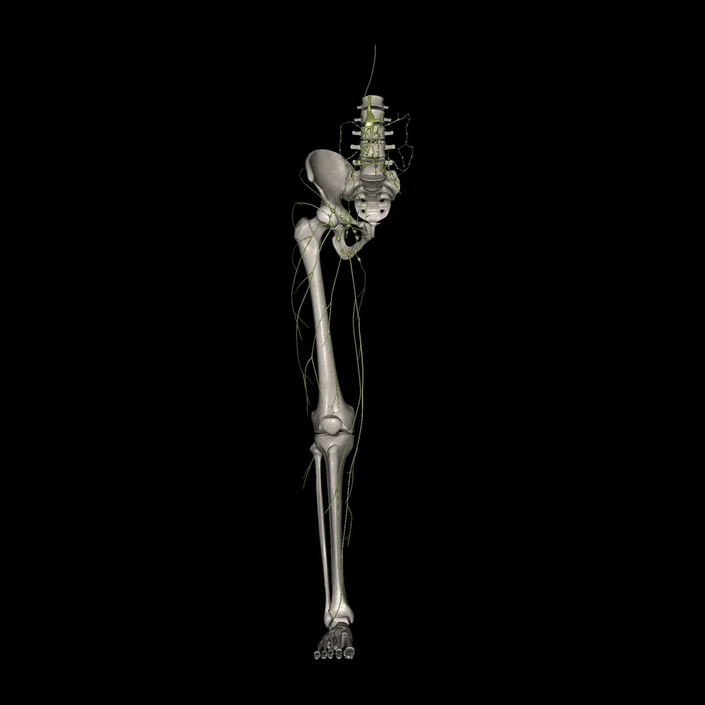 Extremidad inferior (Sistema linfático), vista anterior