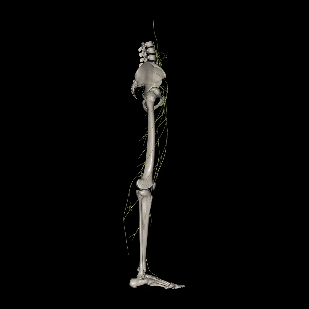 Extremidad inferior (Sistema linfático), vista lateral
