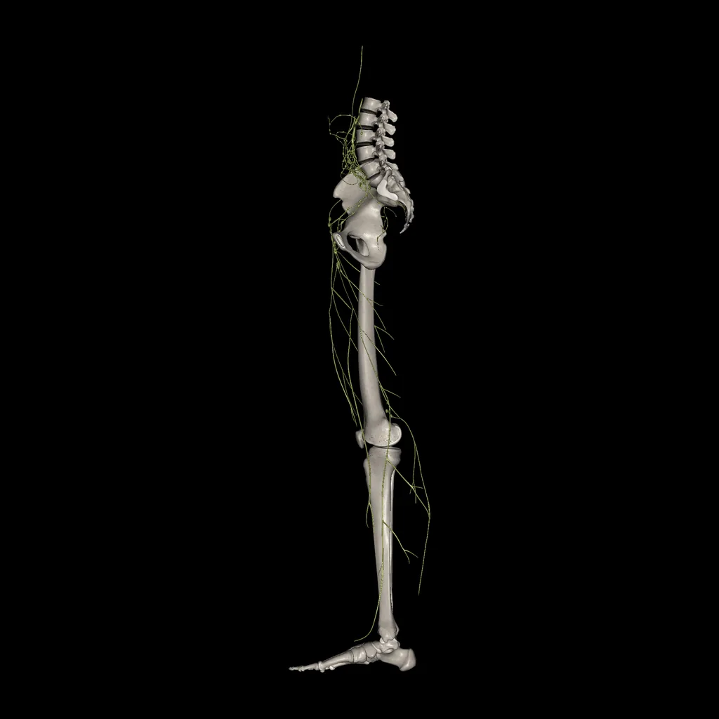 Extremidad inferior (Sistema linfático), vista medial