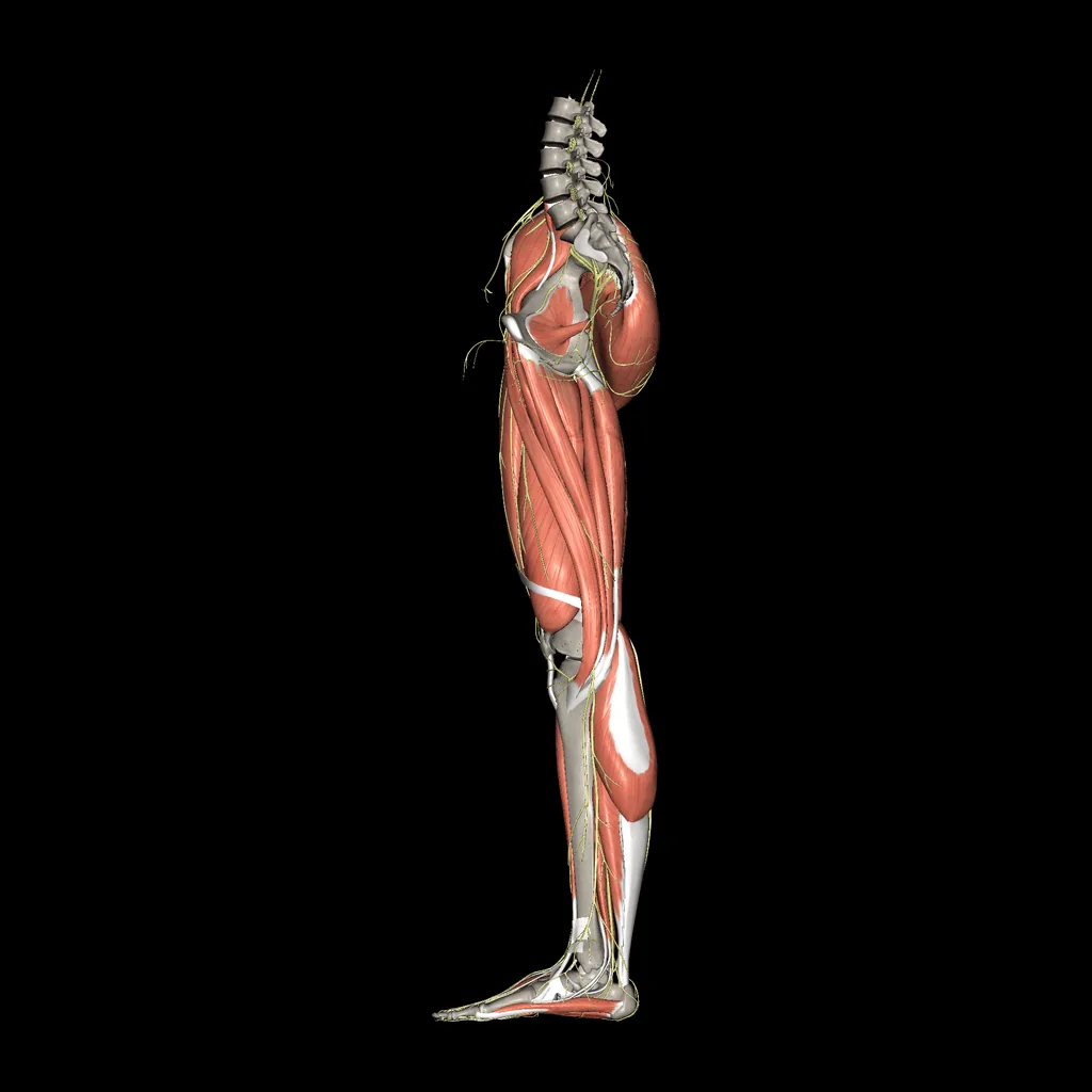 Extremidad inferior (Nervios y músculos), vista medial