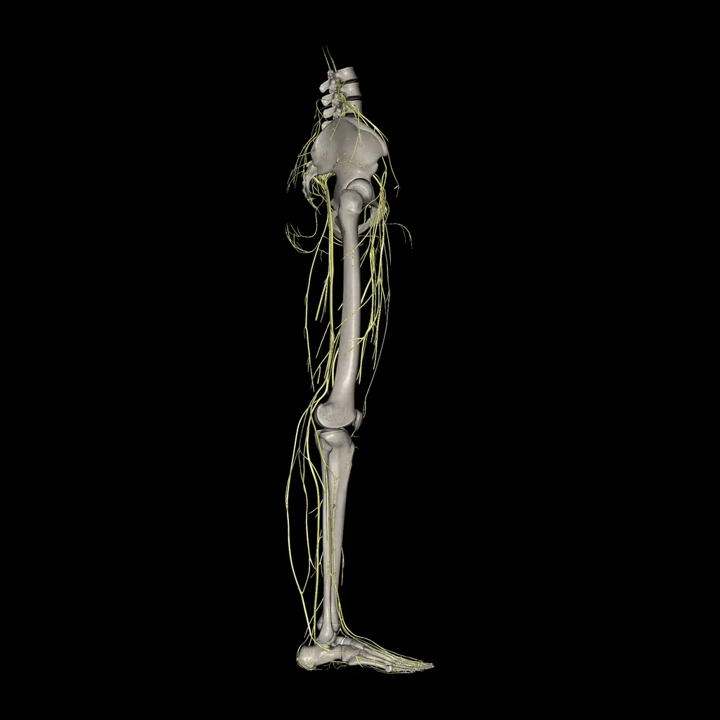 Extremidad inferior (Nervios), vista lateral