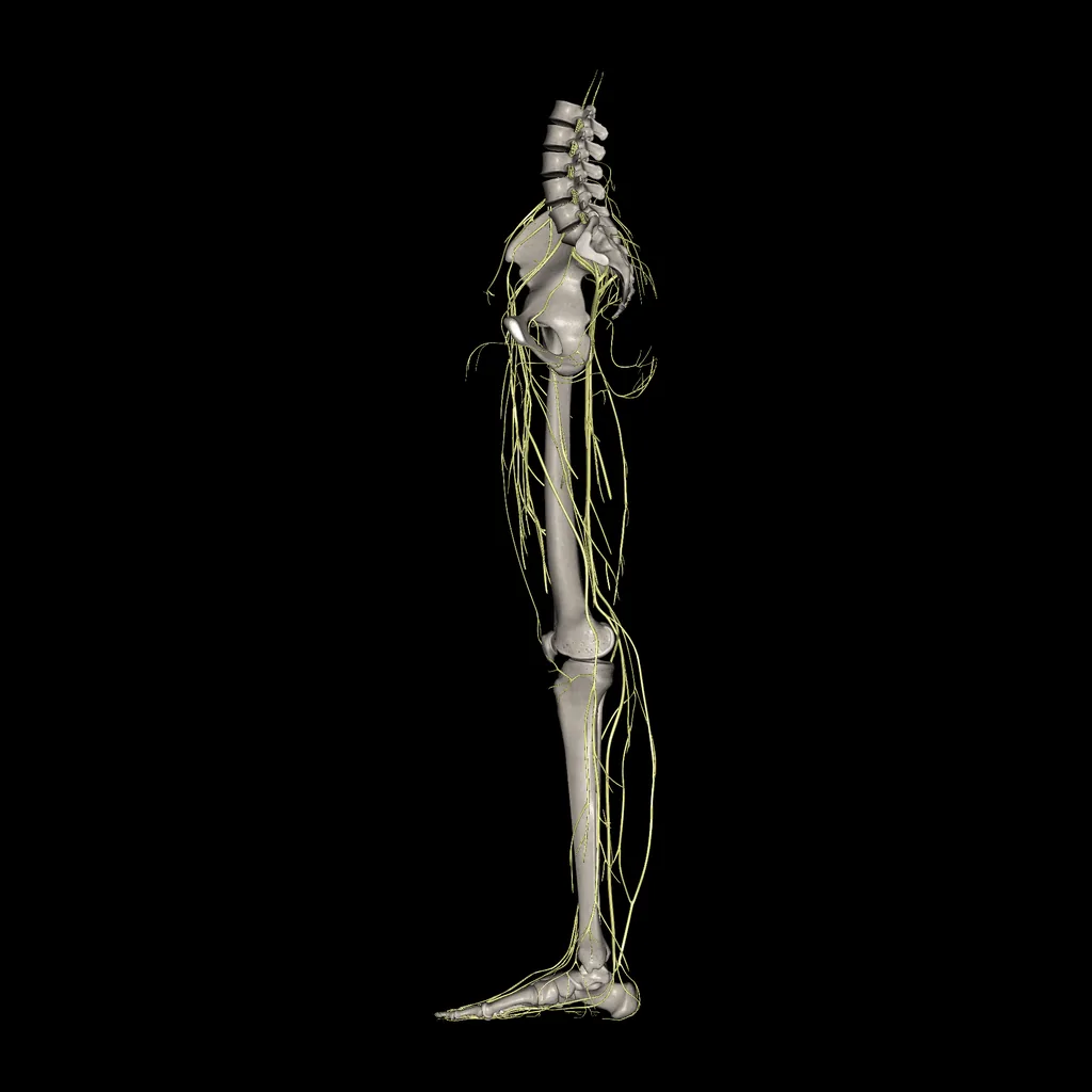 Extremidad inferior (Nervios), vista medial