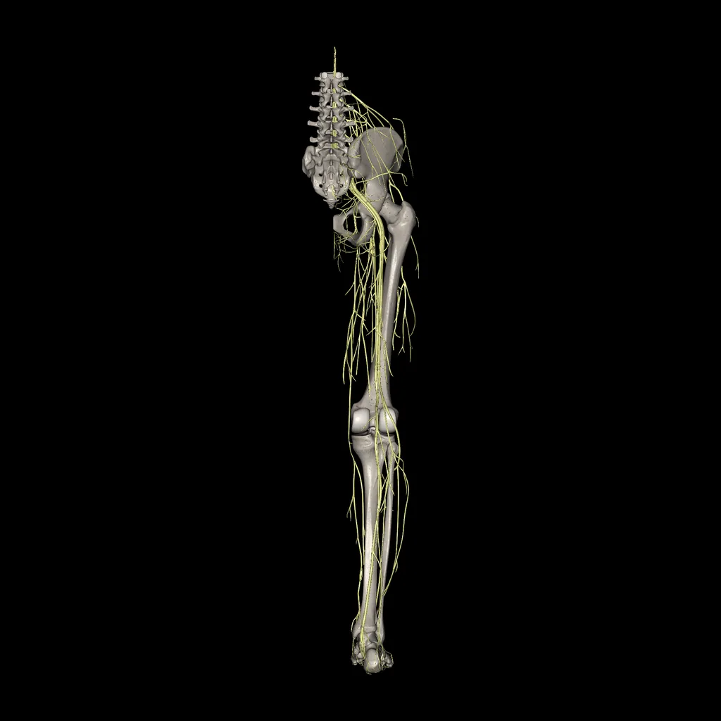 Extremidad inferior (Nervios), vista posterior