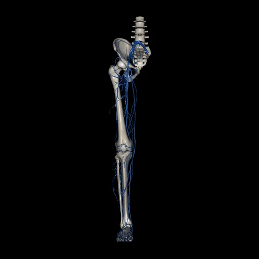 Extremidad inferior (Venas), vista anterior