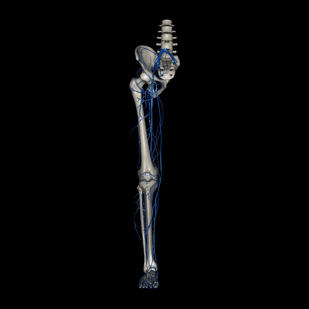 Extremidad inferior (Venas), vista anterior