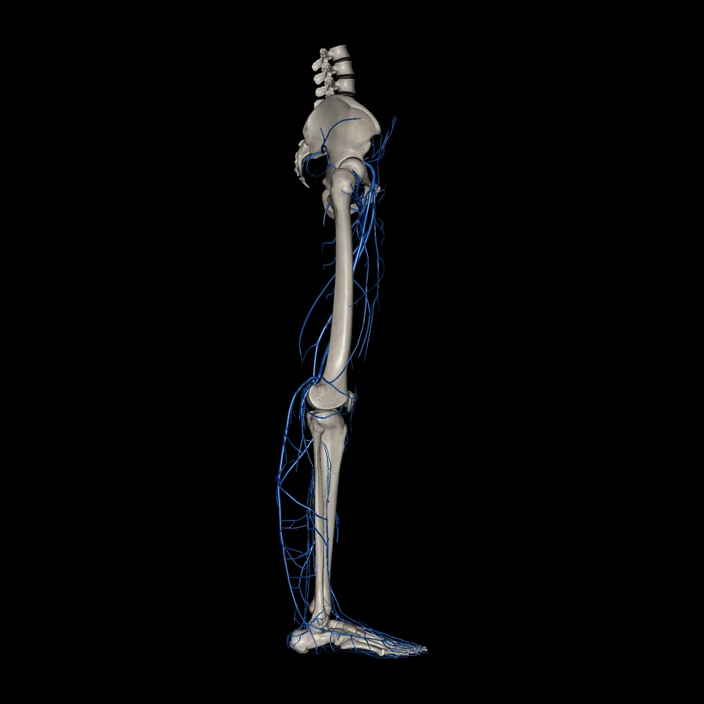Extremidad inferior (Venas), vista lateral