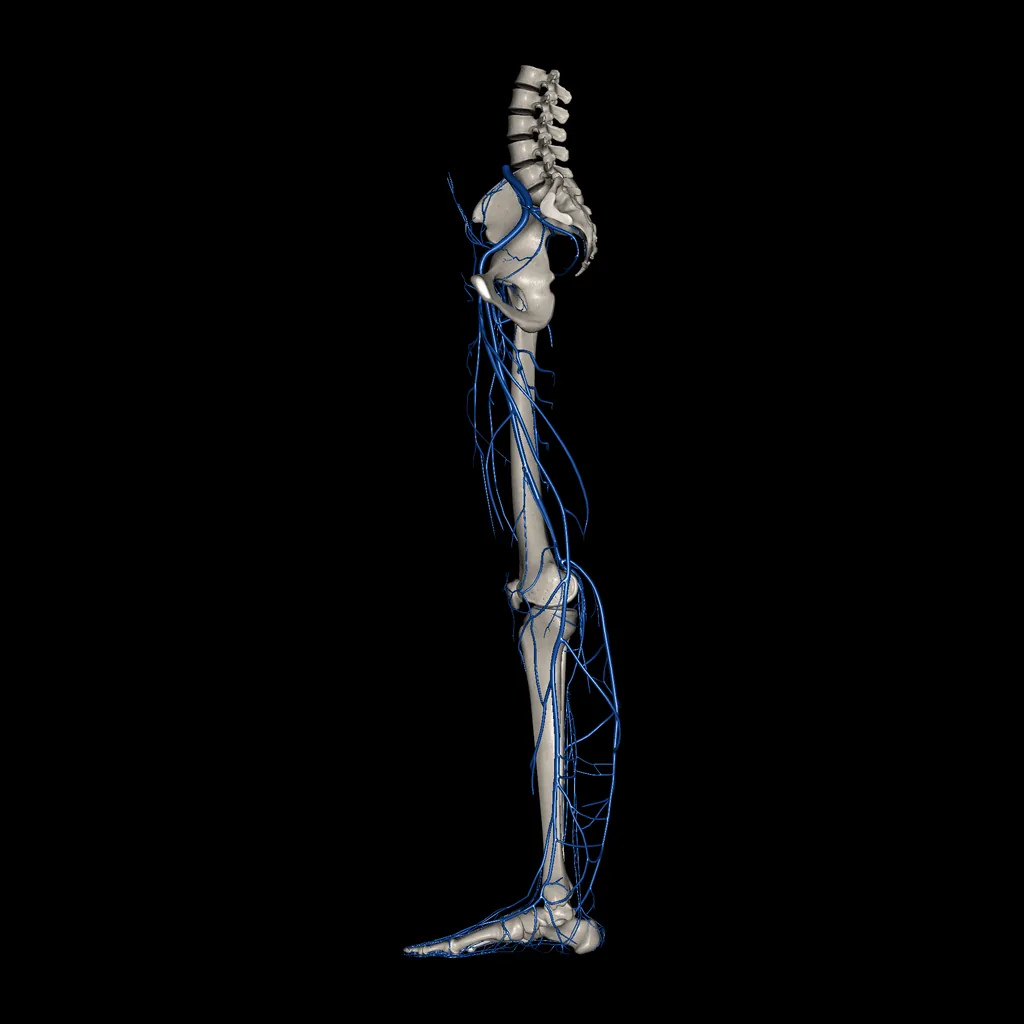 Extremidad inferior (Venas), vista medial