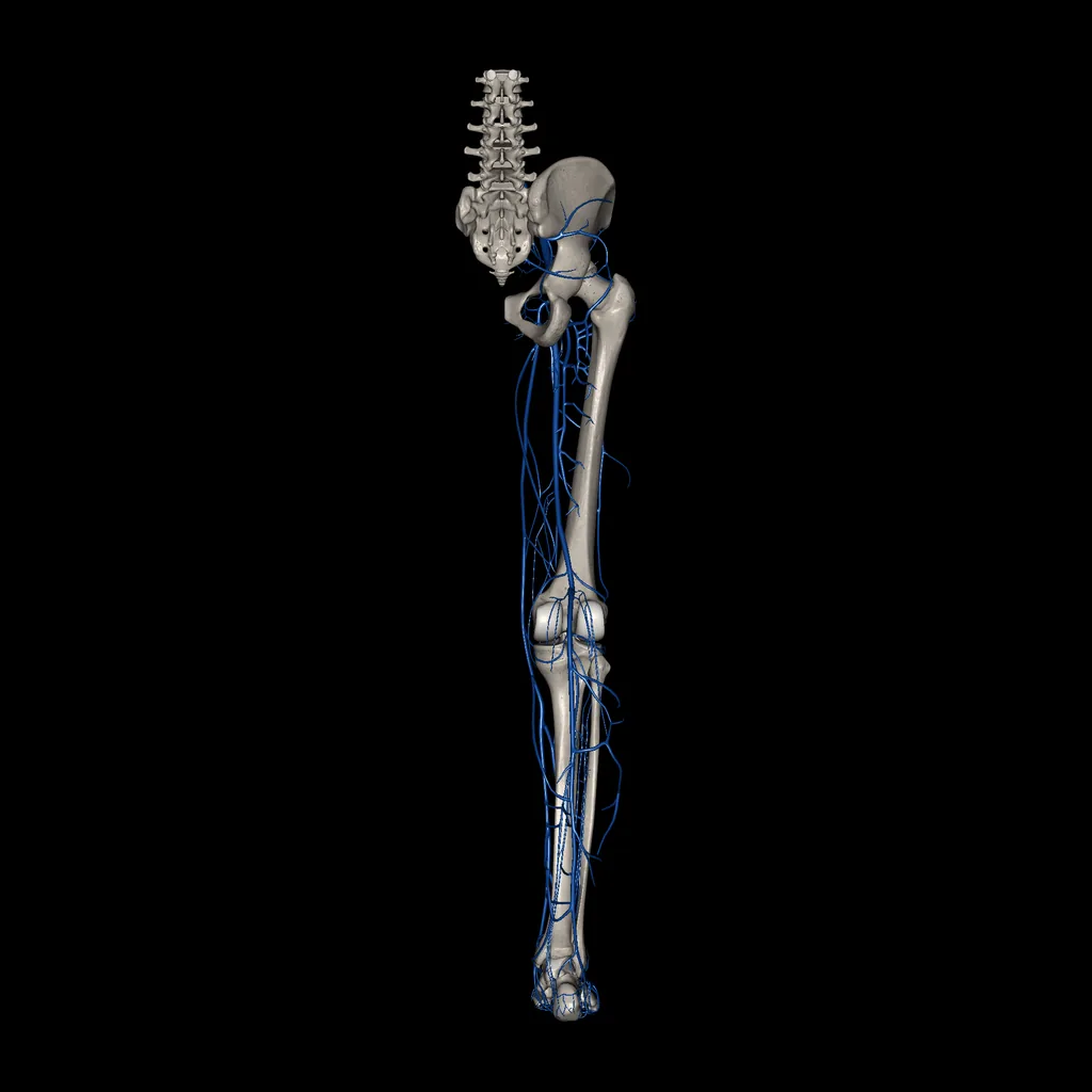 Extremidad inferior (Venas), vista posterior