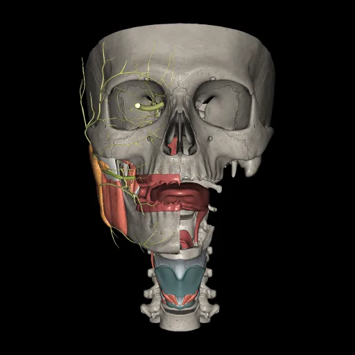 Cavidad bucal, vista anterior