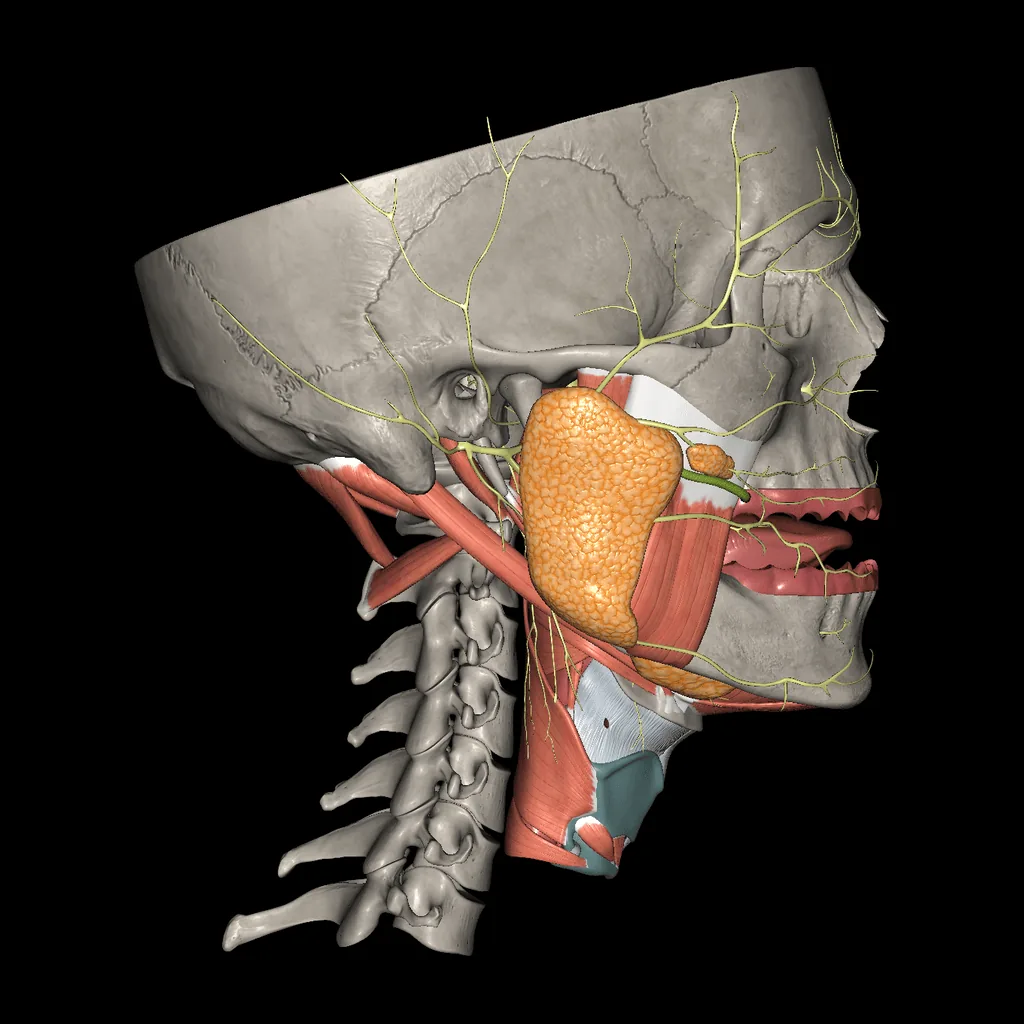 Cavidad bucal, vista lateral