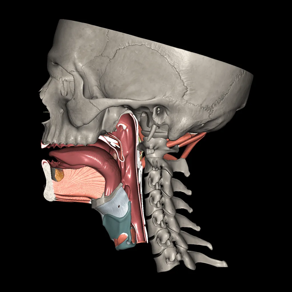 Cavidad bucal, vista medial