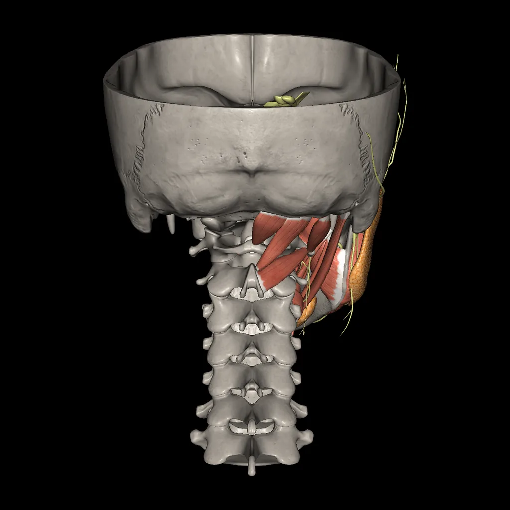 Cavidad bucal, vista posterior