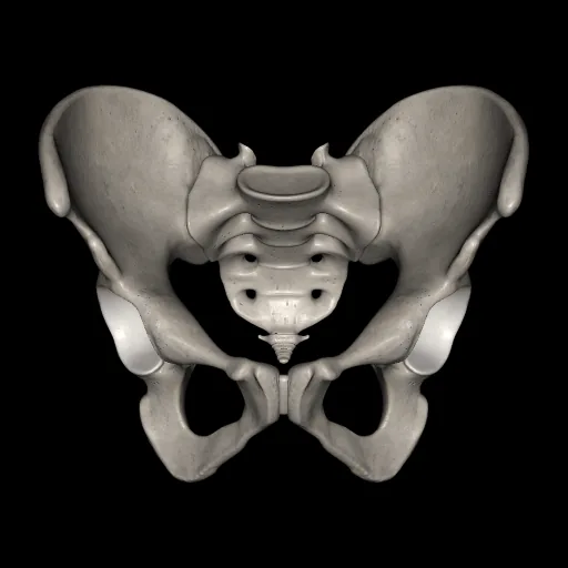 Pelvis, vista anterior