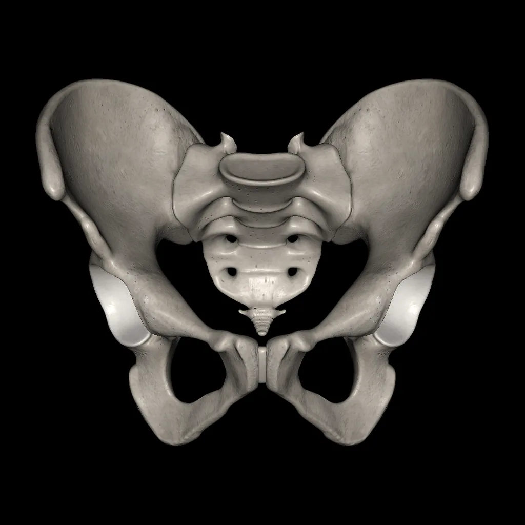 Pelvis, vista anterior