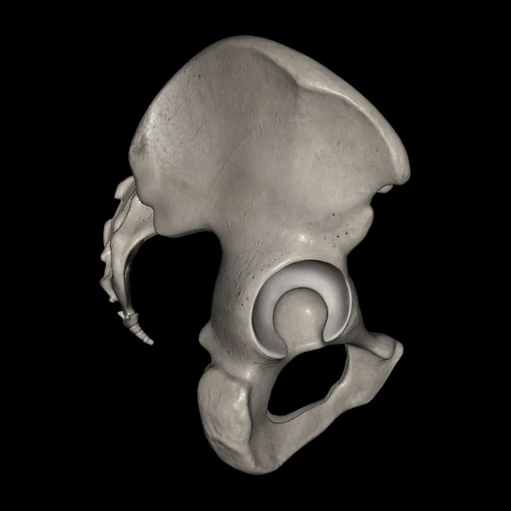 Pelvis, vista lateral