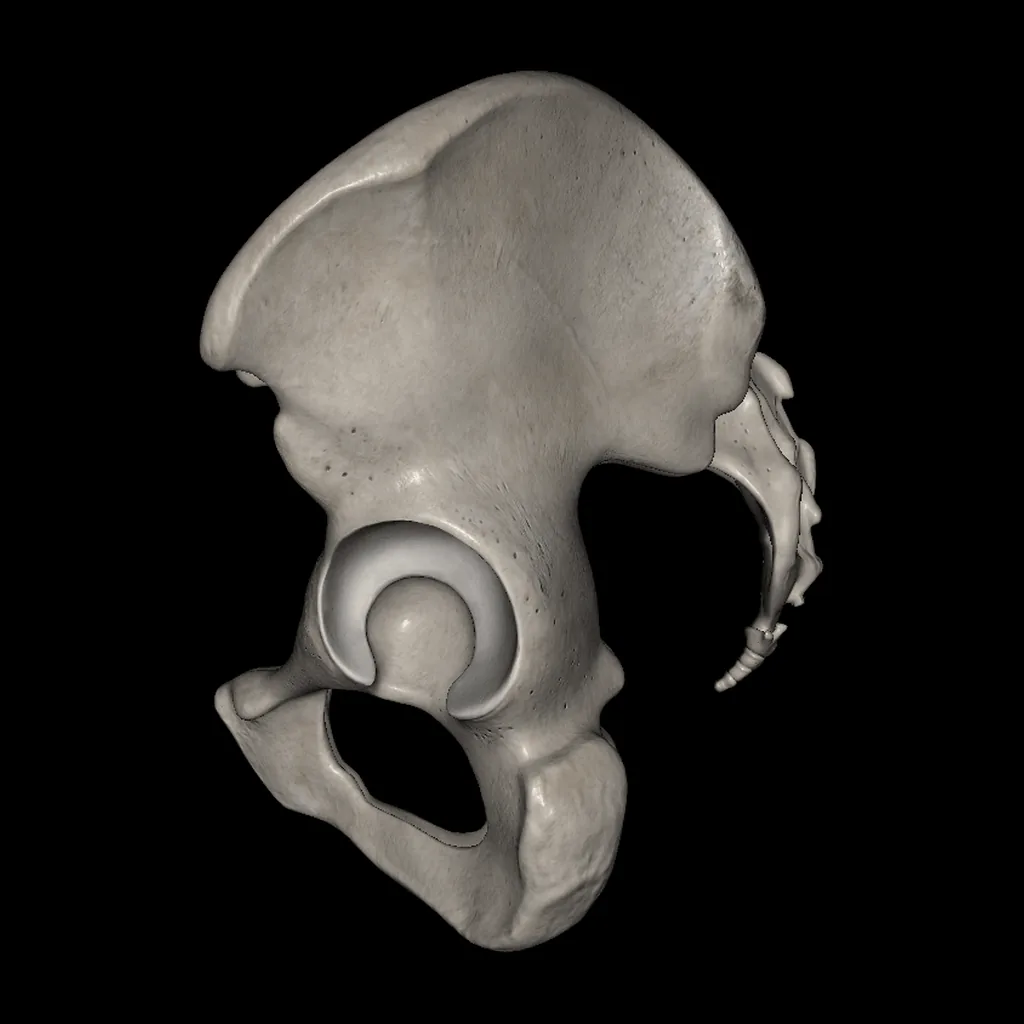Pelvis, vista medial