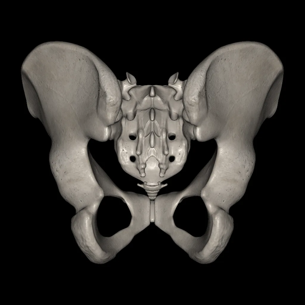 Pelvis, vista posterior