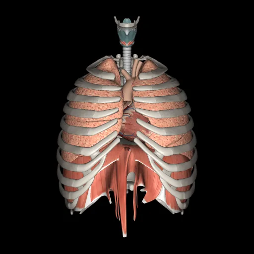 Sistema respiratorio, vista anterior