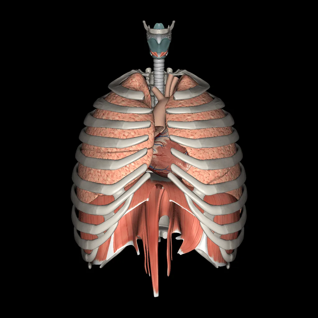 Sistema respiratorio, vista anterior