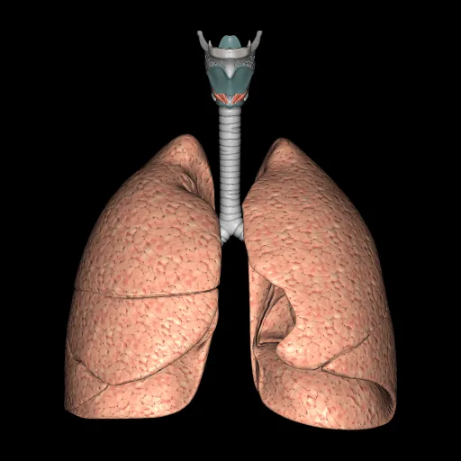 Sistema respiratorio (Aislado), vista anterior