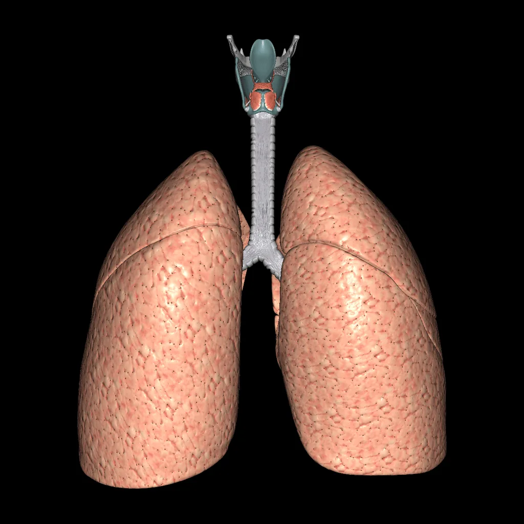 Sistema respiratorio (Aislado), vista posterior