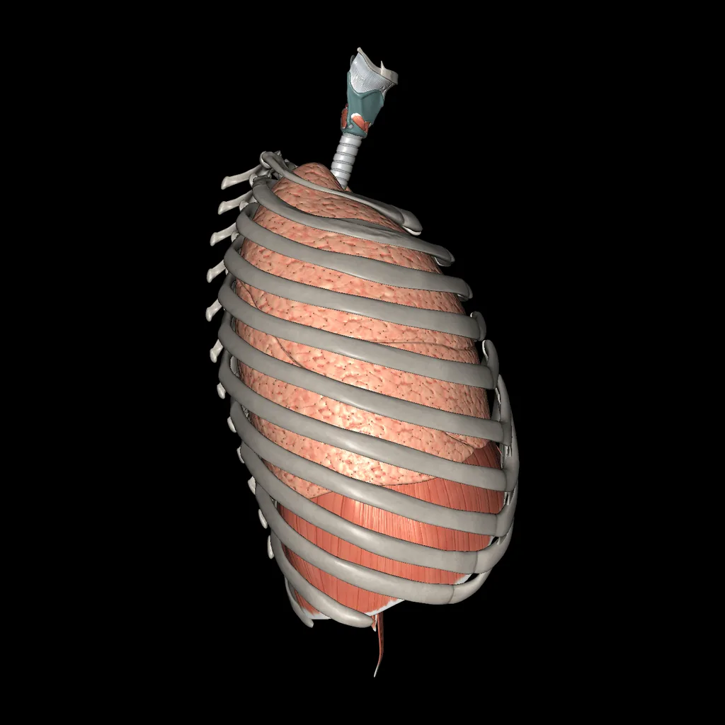 Sistema respiratorio, vista lateral