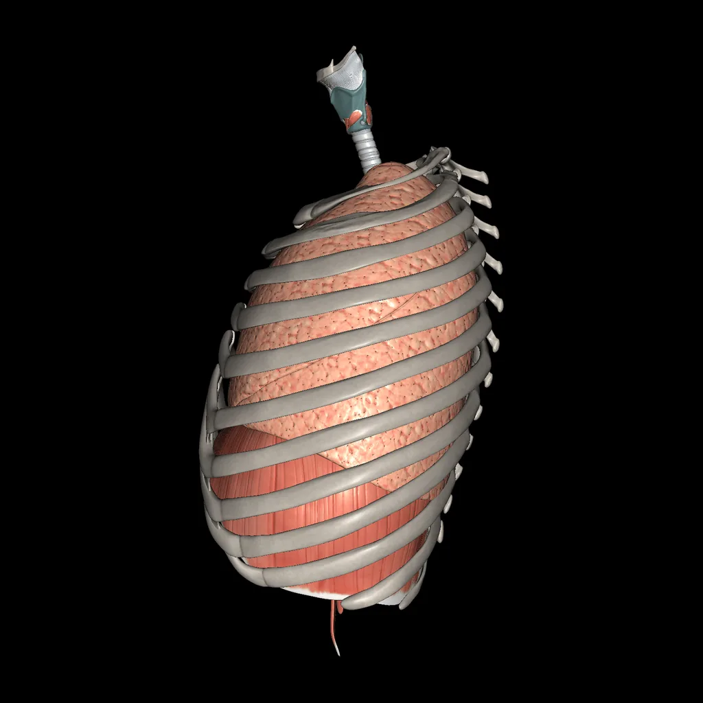 Sistema respiratorio, vista medial