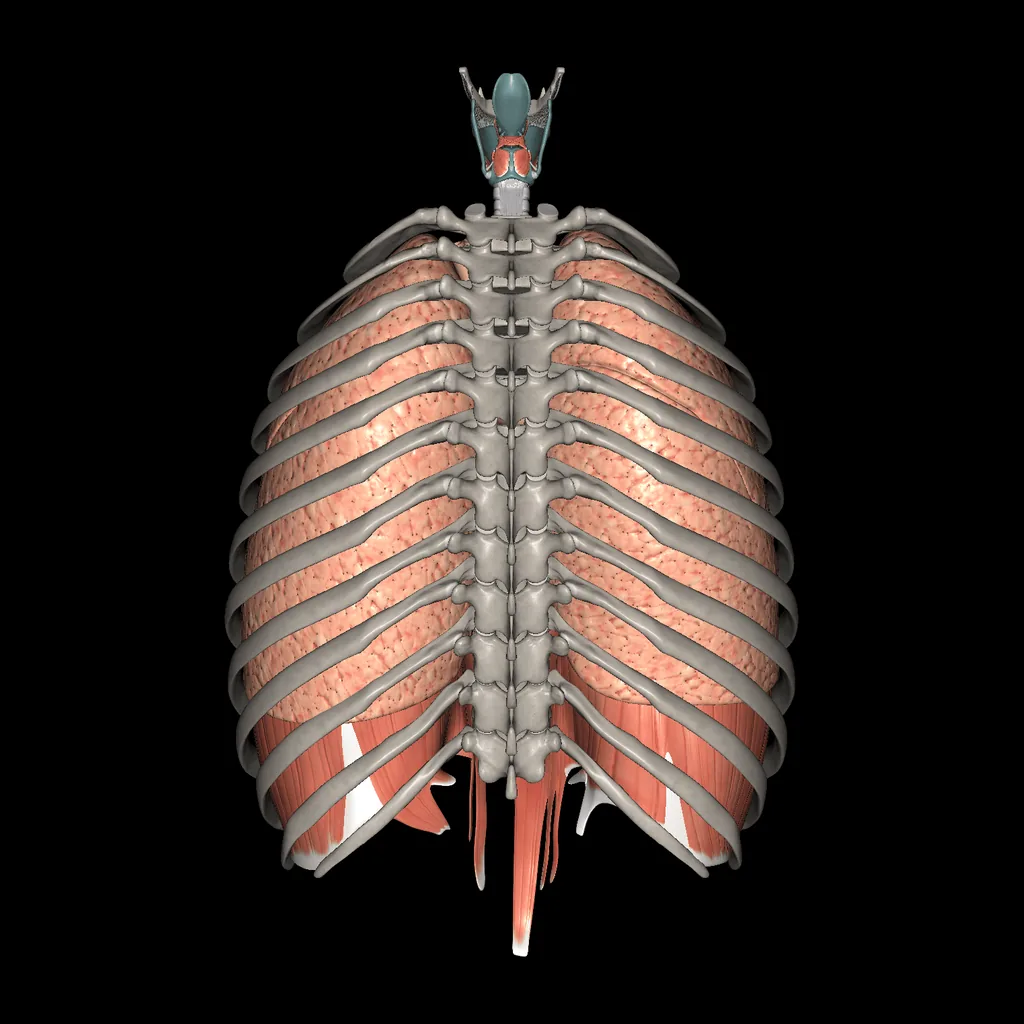 Sistema respiratorio, vista posterior