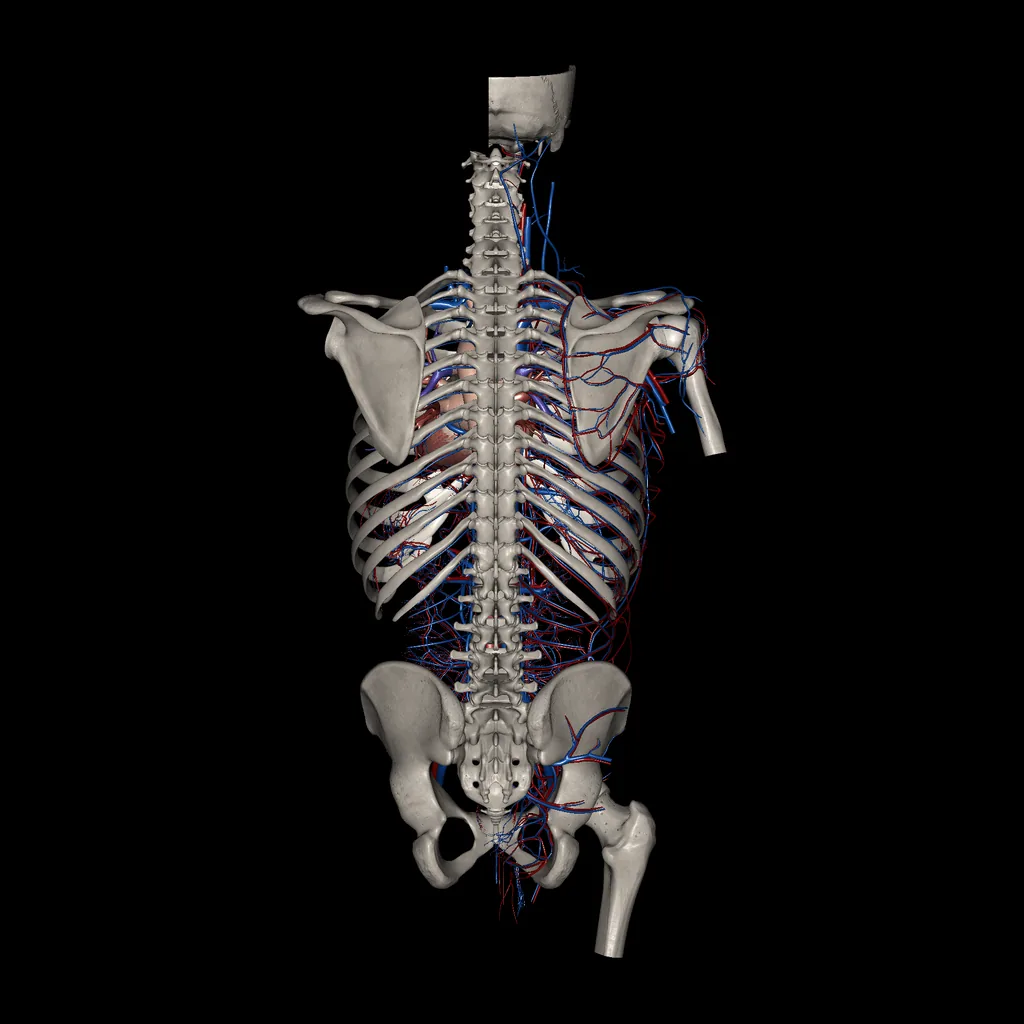 Tronco (Arterias y venas), vista posterior