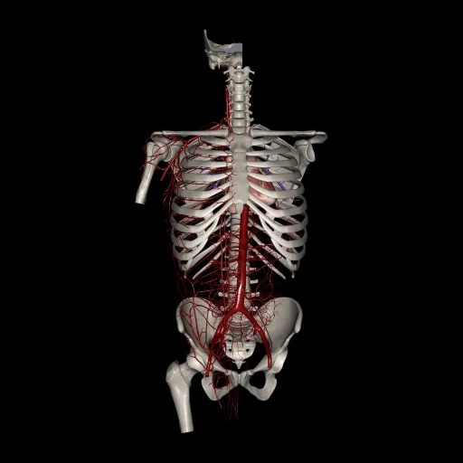 Tronco (Arterias), vista anterior