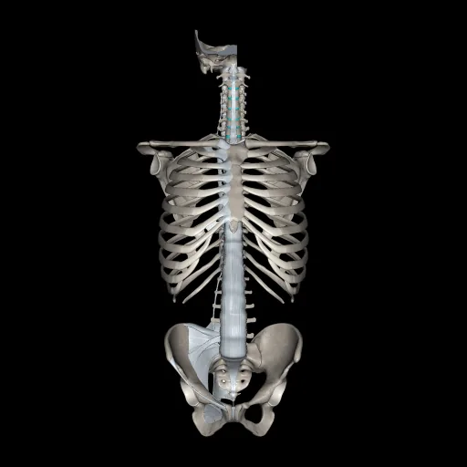 Tronco (Ligamentos y huesos), vista anterior