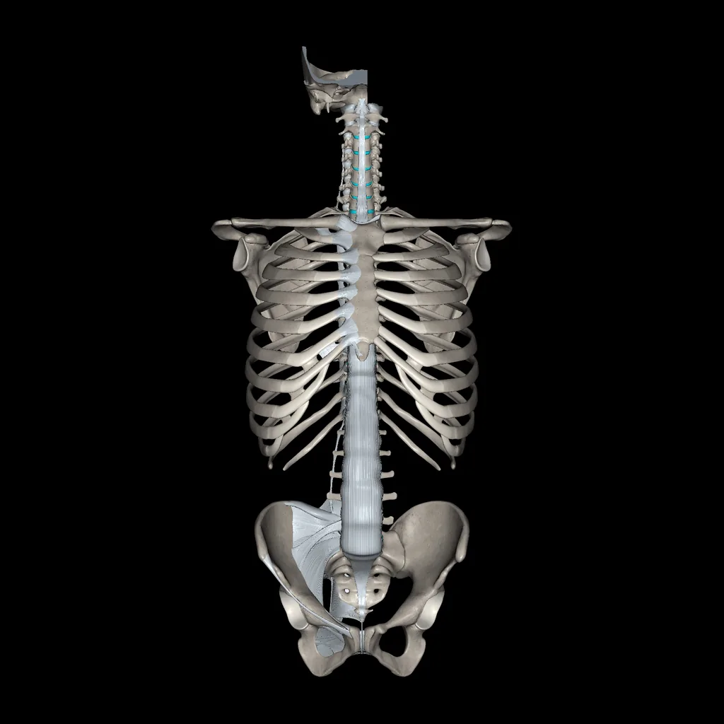 Tronco (Ligamentos y huesos), vista anterior
