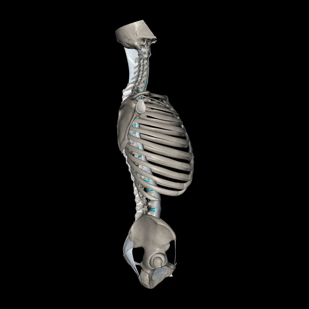 Tronco (Ligamentos y huesos), vista lateral