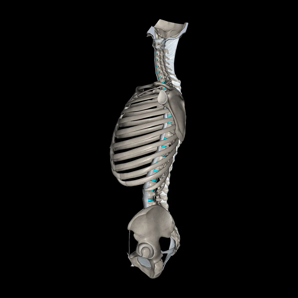 Tronco (Ligamentos y huesos), vista medial