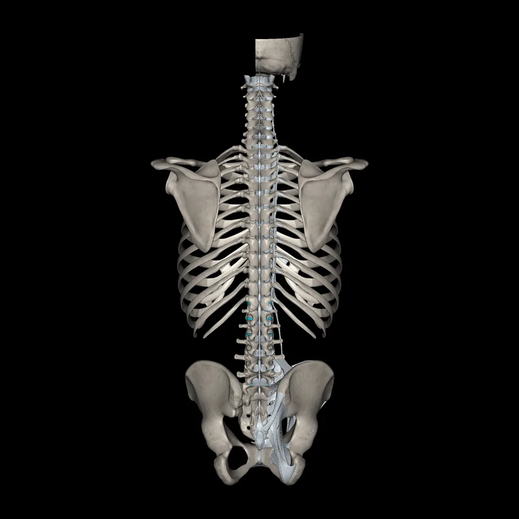 Tronco (Ligamentos y huesos), vista posterior