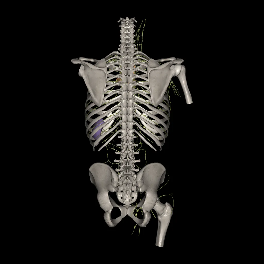 Tronco (Sistema linfático), vista posterior